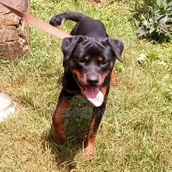 6-12 months Male Purebred Rottweiler