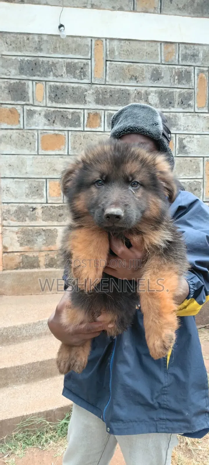 3-6 months Male Purebred German Shepherd