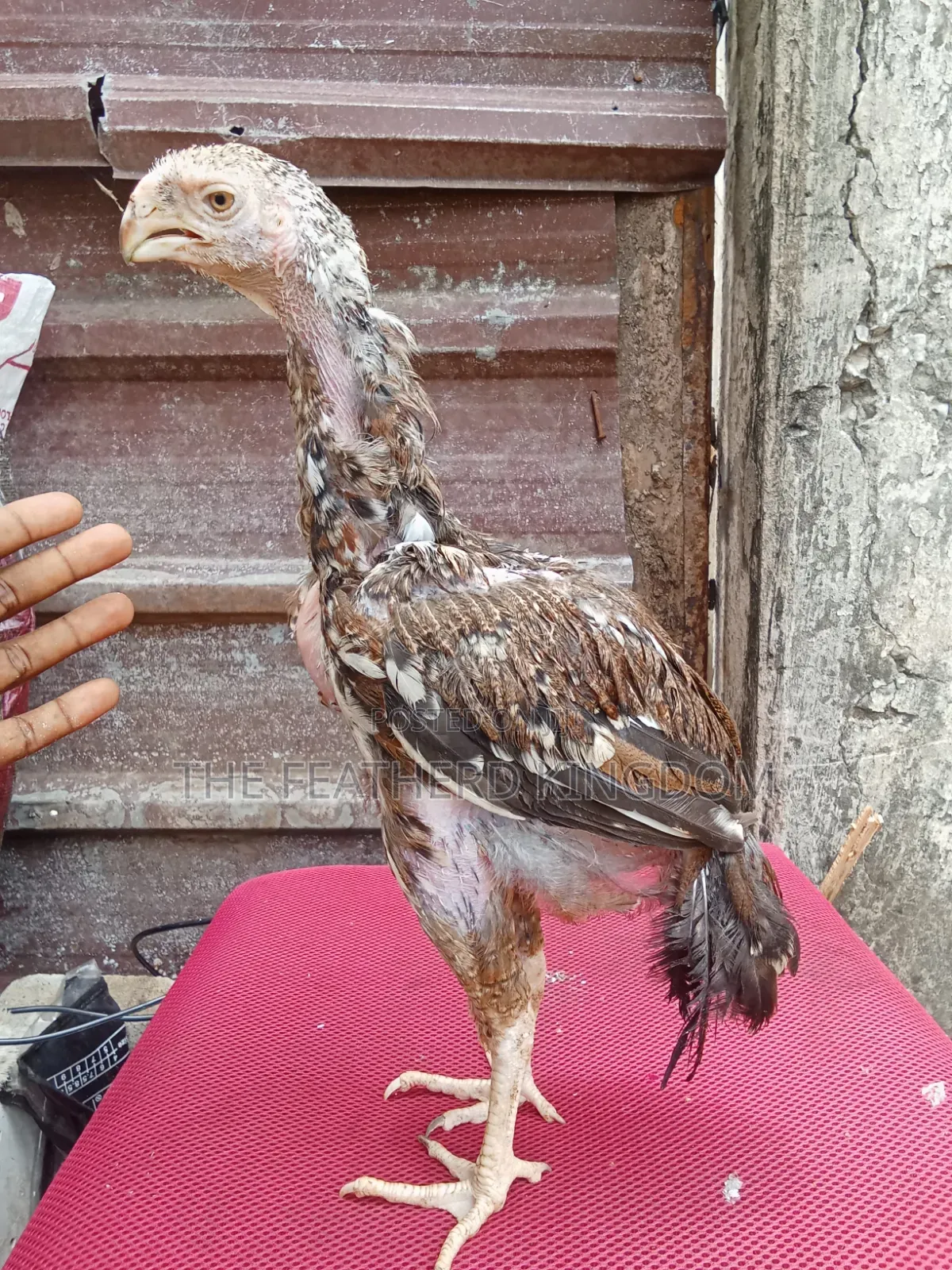 4.5 Months Old Upcoming Male Kuchi