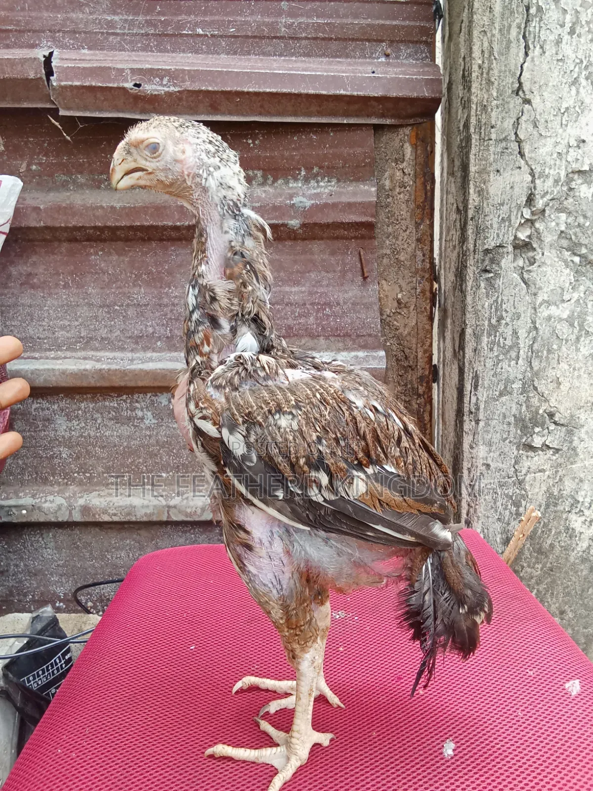 4.5 Months Old Upcoming Male Kuchi