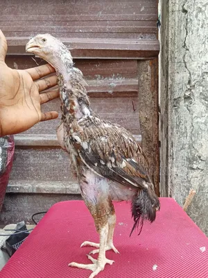 4.5 Months Old Upcoming Male Kuchi