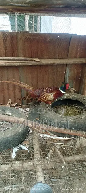 Ringnecked Pheasants
