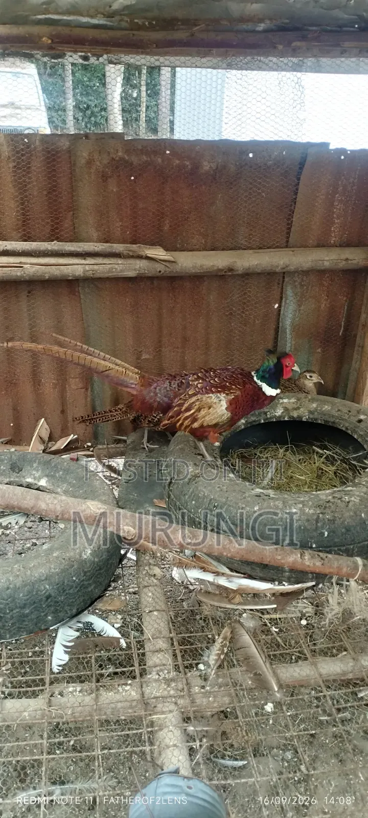 Ringnecked Pheasants