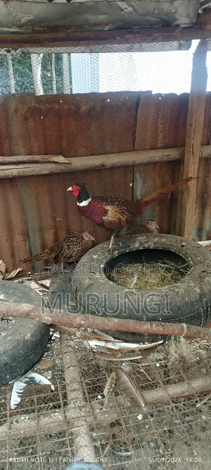 Ringnecked Pheasants