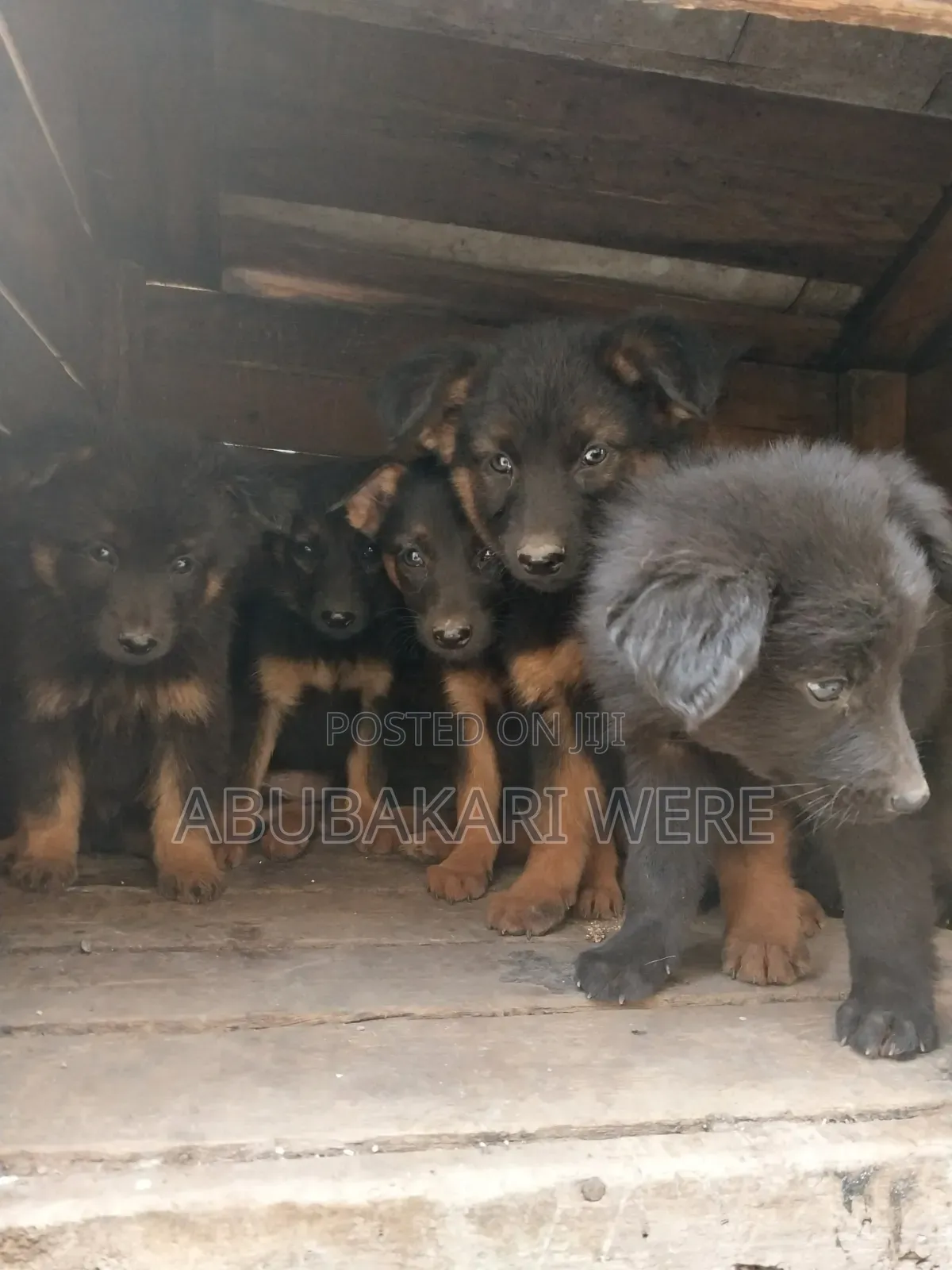 3-6 months Male Mixed Breed German Shepherd