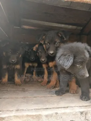 3-6 months Male Mixed Breed German Shepherd