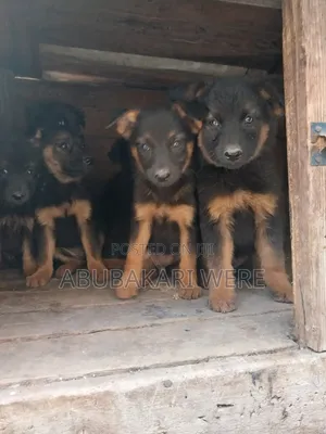 3-6 months Male Mixed Breed German Shepherd