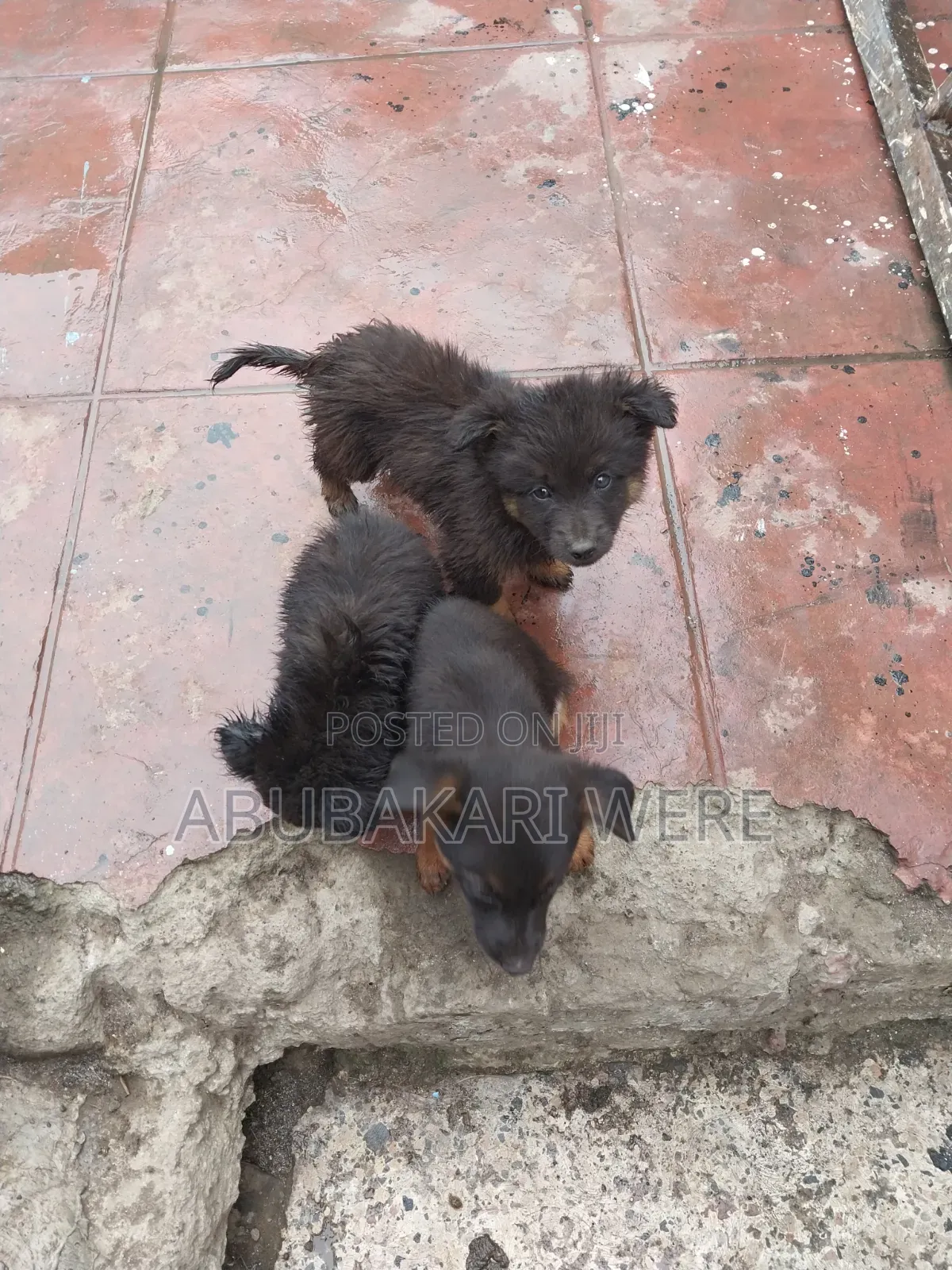 3-6 months Male Mixed Breed German Shepherd