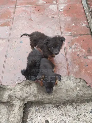 3-6 months Male Mixed Breed German Shepherd