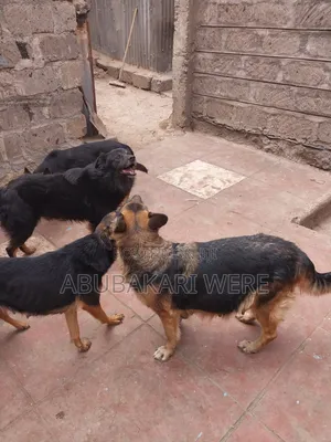 3-6 months Male Mixed Breed German Shepherd
