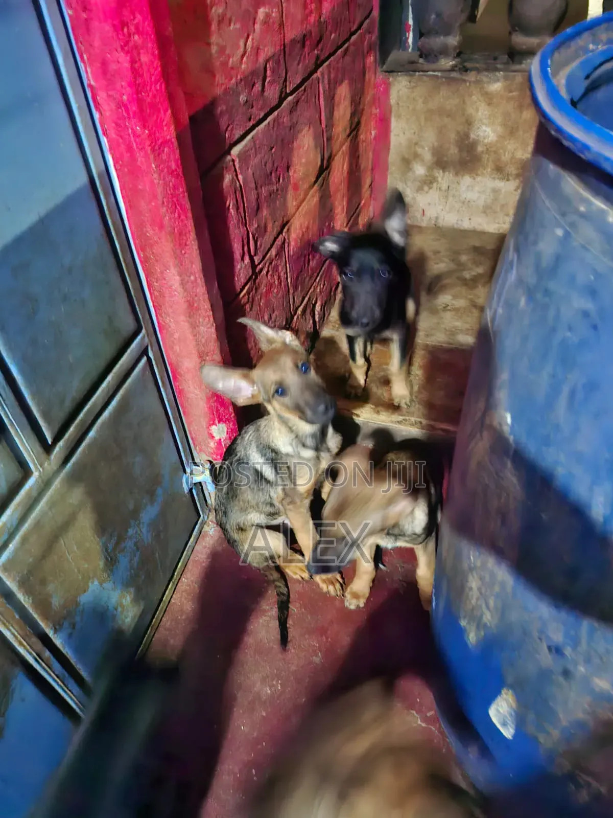 1-3 months Male Purebred Belgian Malinois