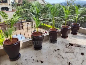 Potted Golden Palms