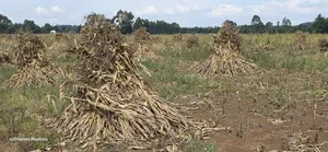 2.5 Acres Touching Highway Cheptiret Eldoret