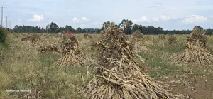 2.5 Acres Touching Highway Cheptiret Eldoret