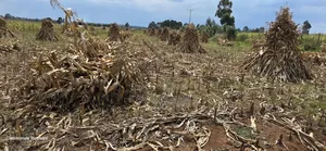 2.5 Acres Touching Highway Cheptiret Eldoret