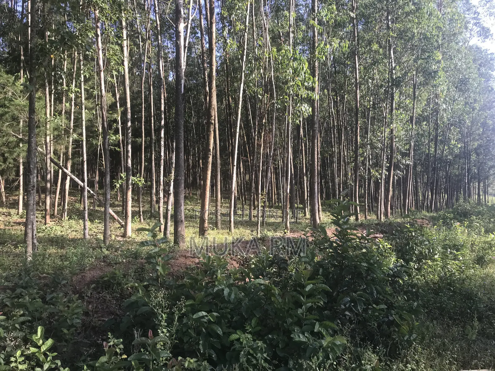Prime Land for Sale - Kakamega/Mumias RD