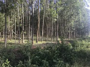 Prime Land for Sale - Kakamega/Mumias RD