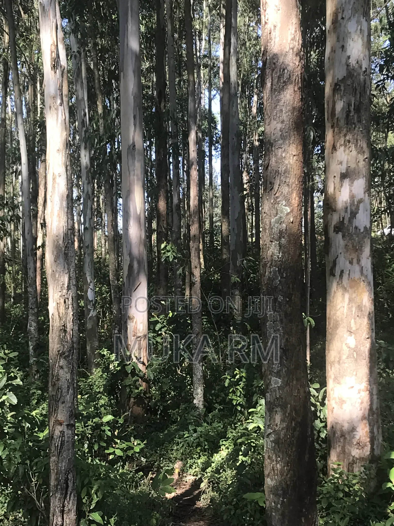 Prime Land for Sale - Kakamega/Mumias RD