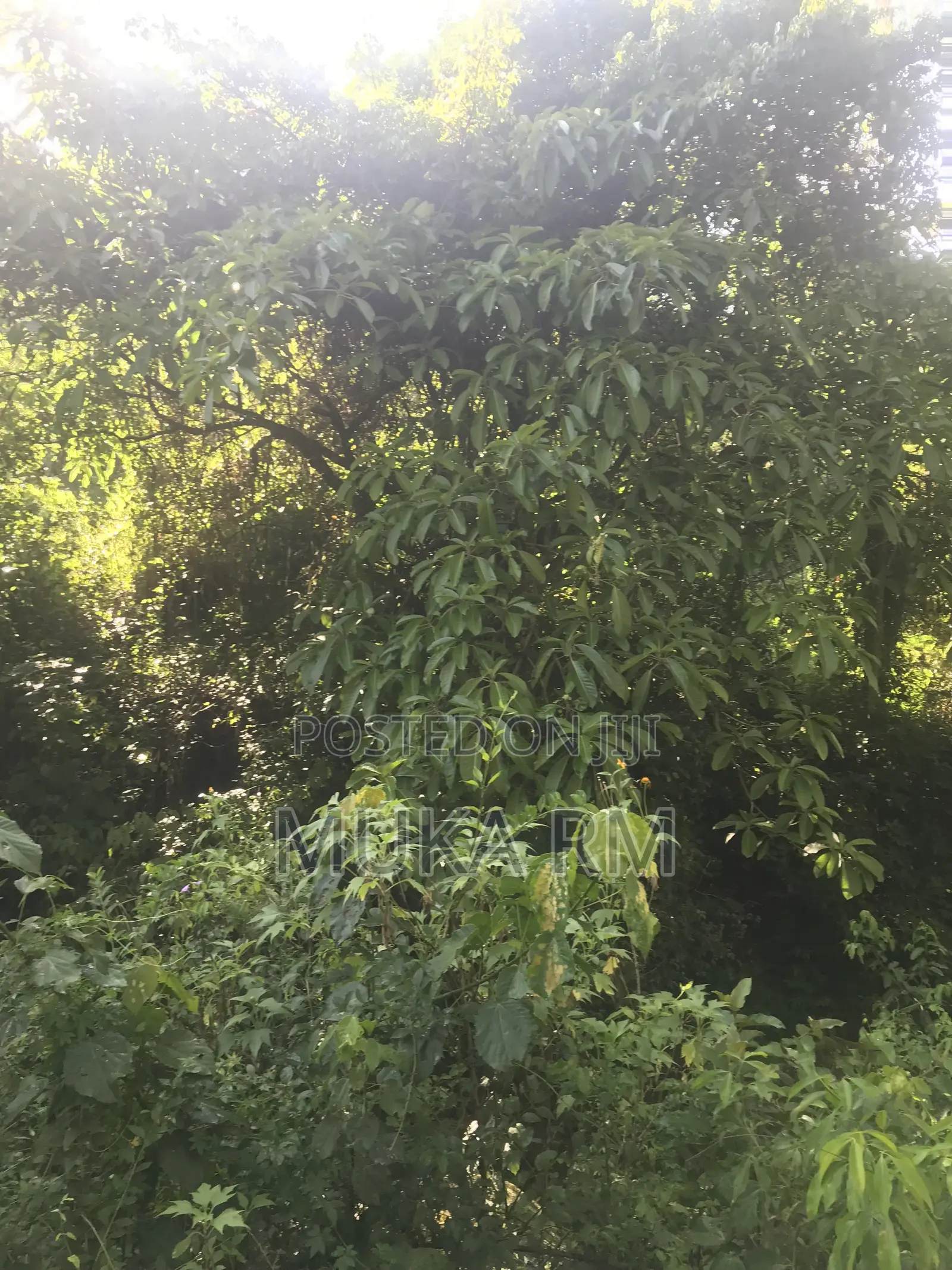 Prime Land for Sale - Kakamega/Mumias RD