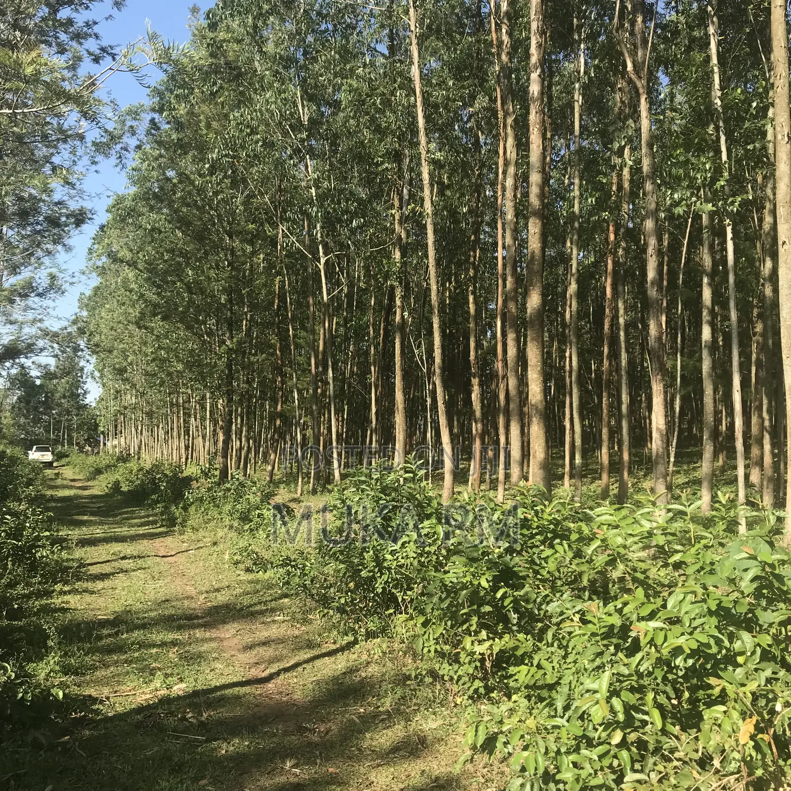 Prime Land for Sale - Kakamega/Mumias RD