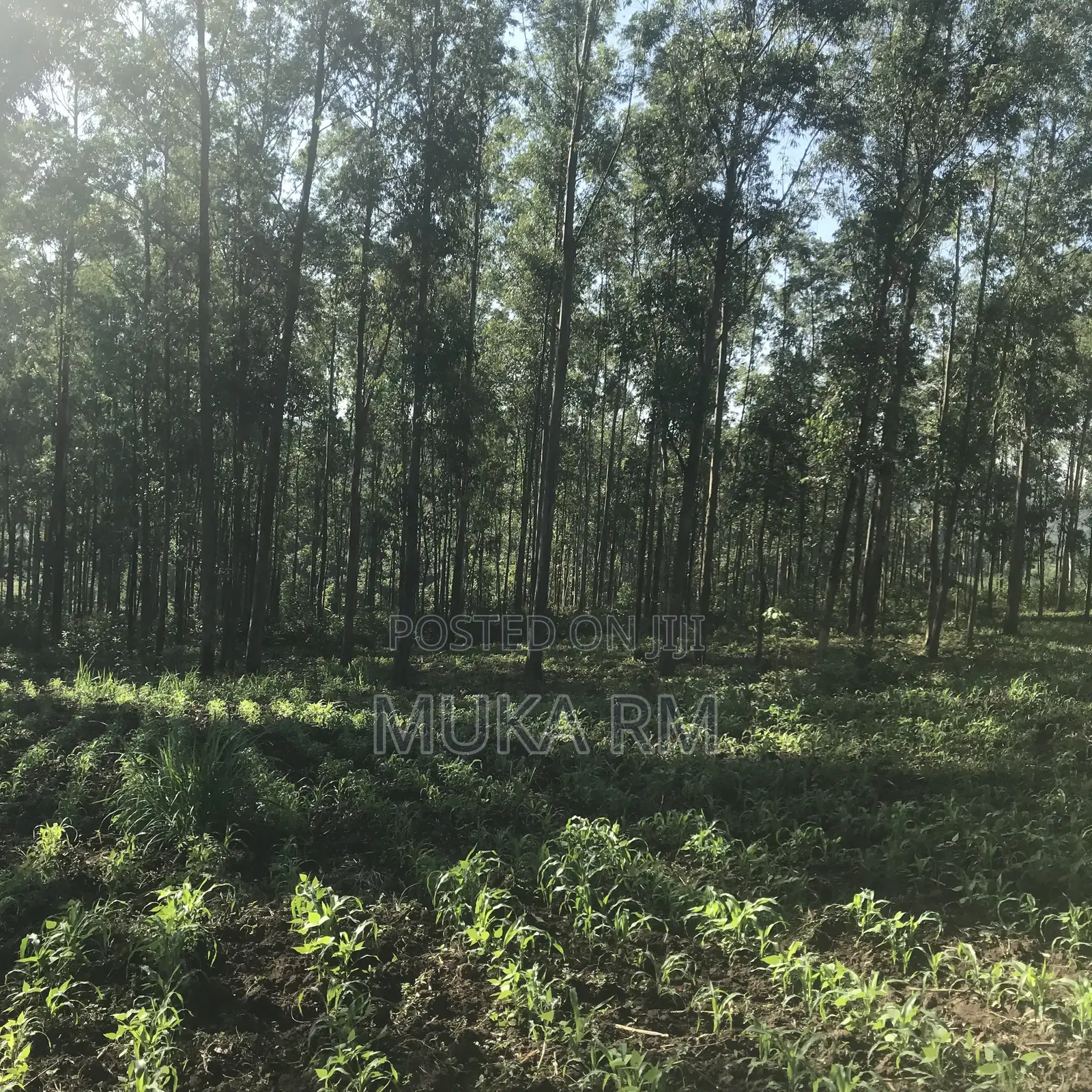Prime Land for Sale - Kakamega/Mumias RD