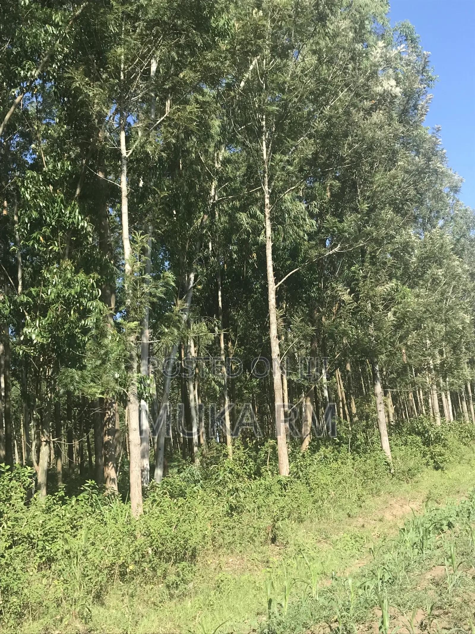 Prime Land for Sale - Kakamega/Mumias RD