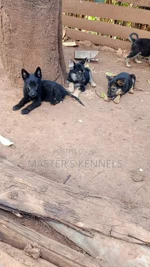 1-3 months Male Purebred German Shepherd