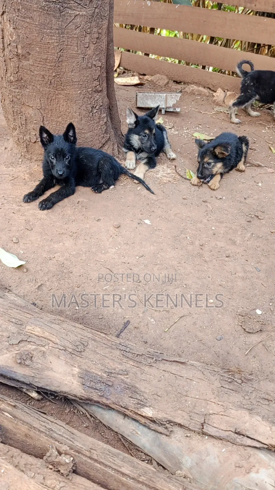 1-3 months Male Purebred German Shepherd
