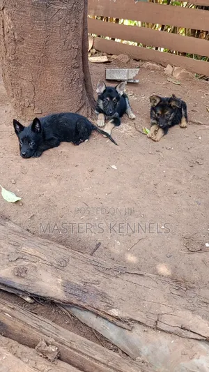 1-3 months Male Purebred German Shepherd