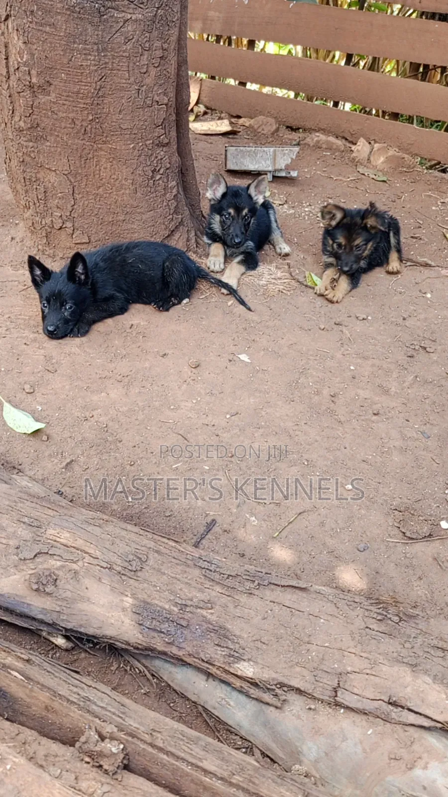 1-3 months Male Purebred German Shepherd