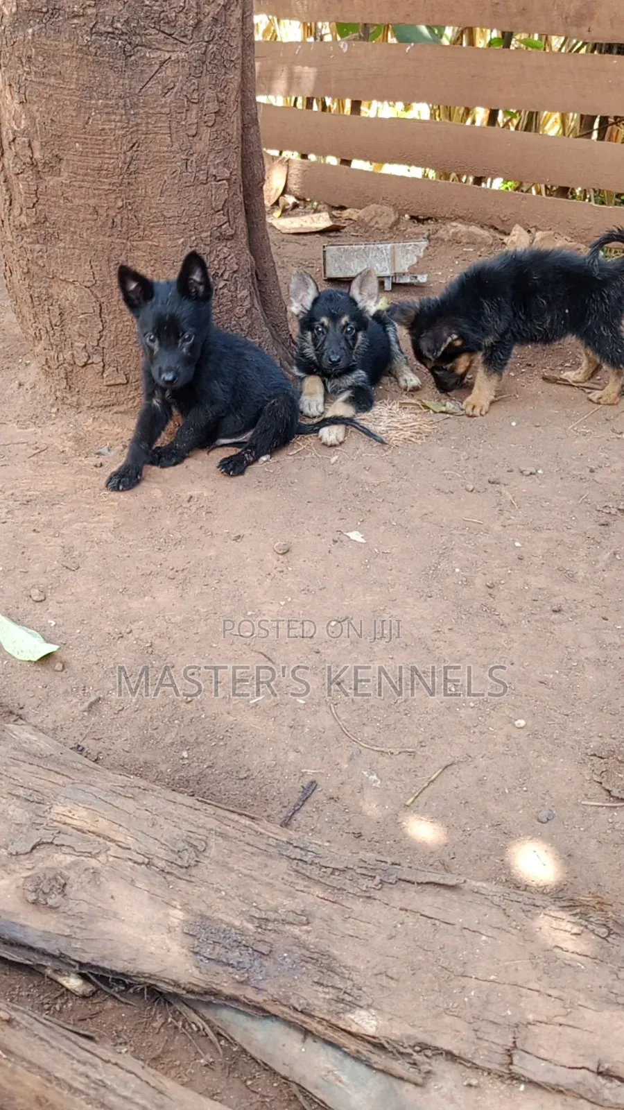 1-3 months Male Purebred German Shepherd