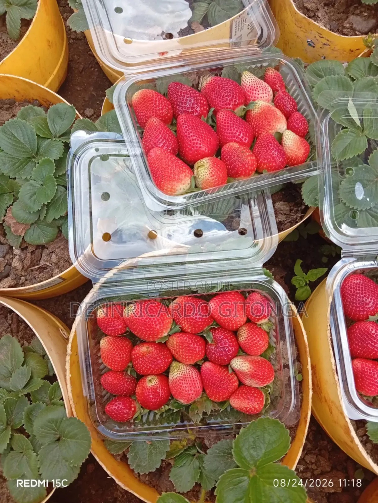Organic Strawberry Fruits