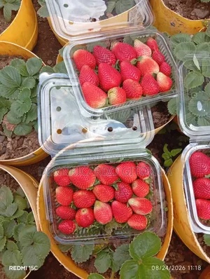 Organic Strawberry Fruits