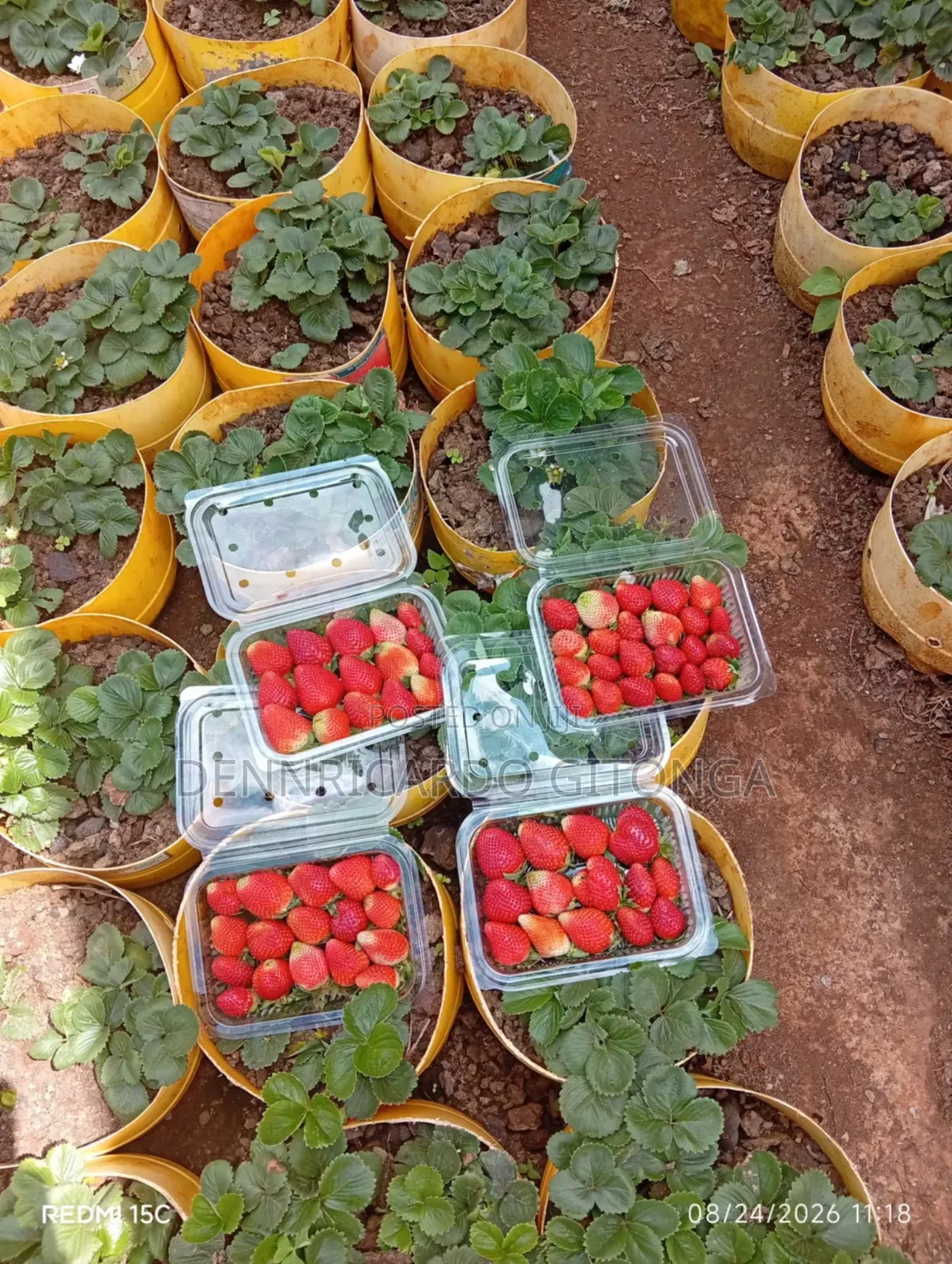 Organic Strawberry Fruits