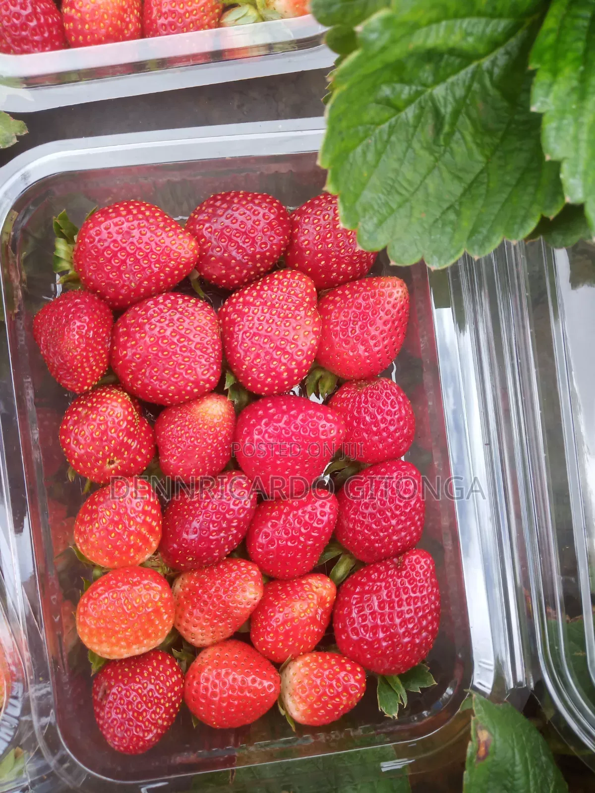 Organic Strawberry Fruits