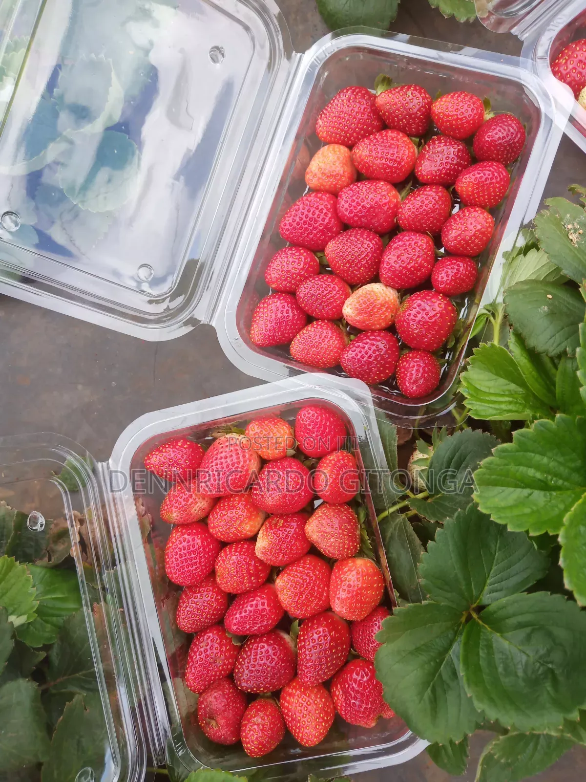Organic Strawberry Fruits