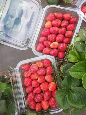 Organic Strawberry Fruits