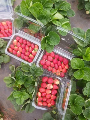 Organic Strawberry Fruits