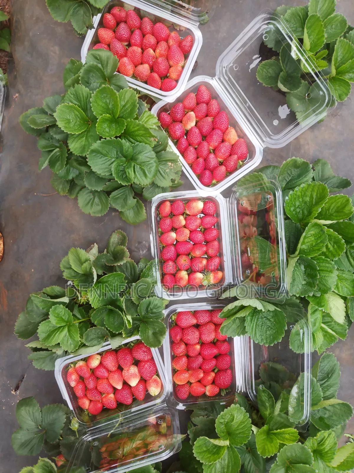 Organic Strawberry Fruits