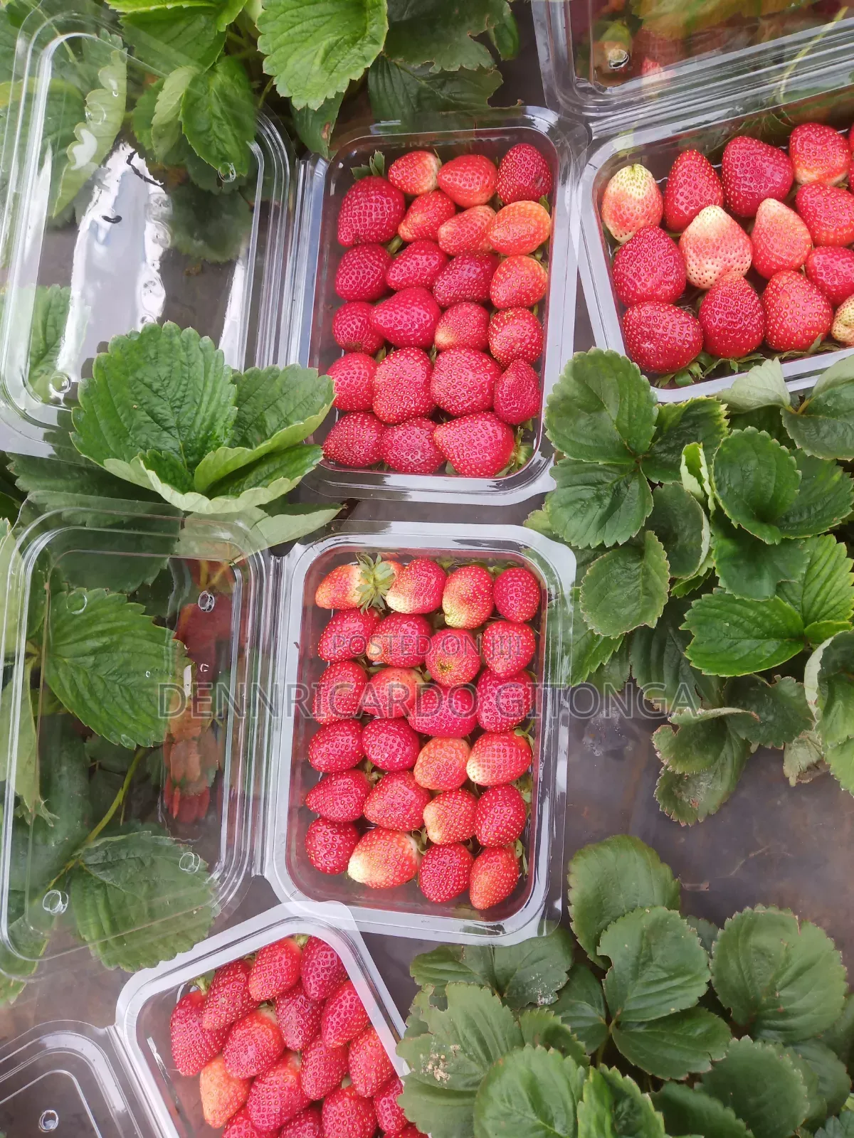 Organic Strawberry Fruits