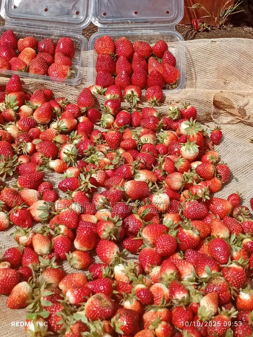 Organic Strawberry Fruits