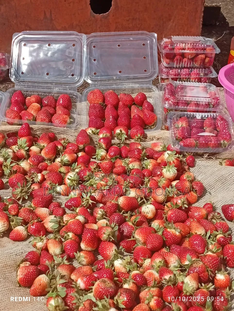 Organic Strawberry Fruits
