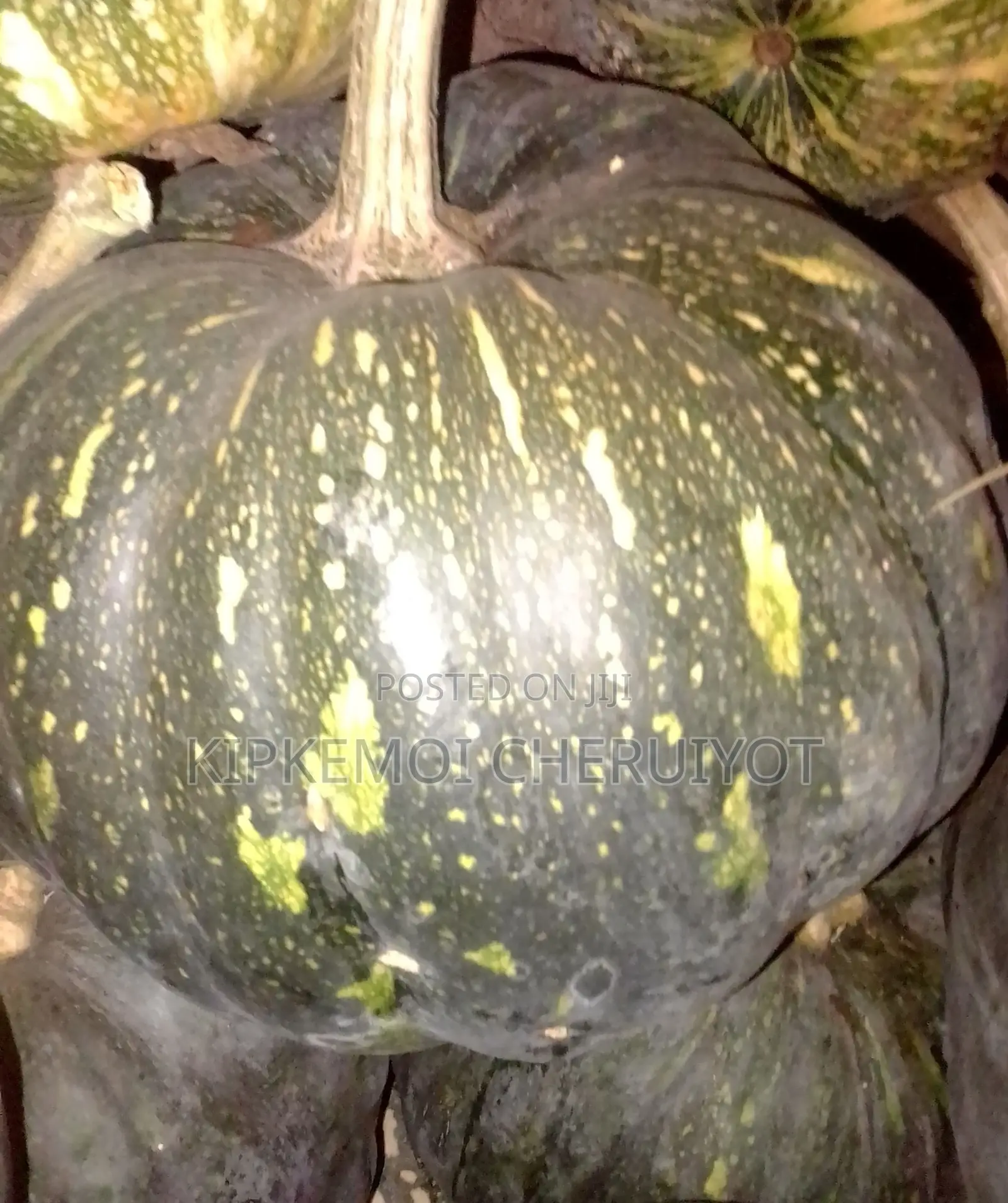 Fresh Ripe Pumpkins at 250