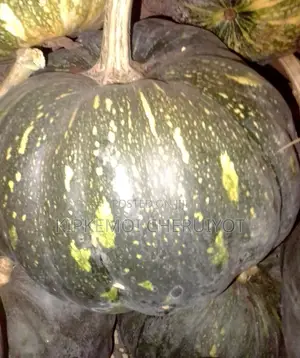 Fresh Ripe Pumpkins at 250