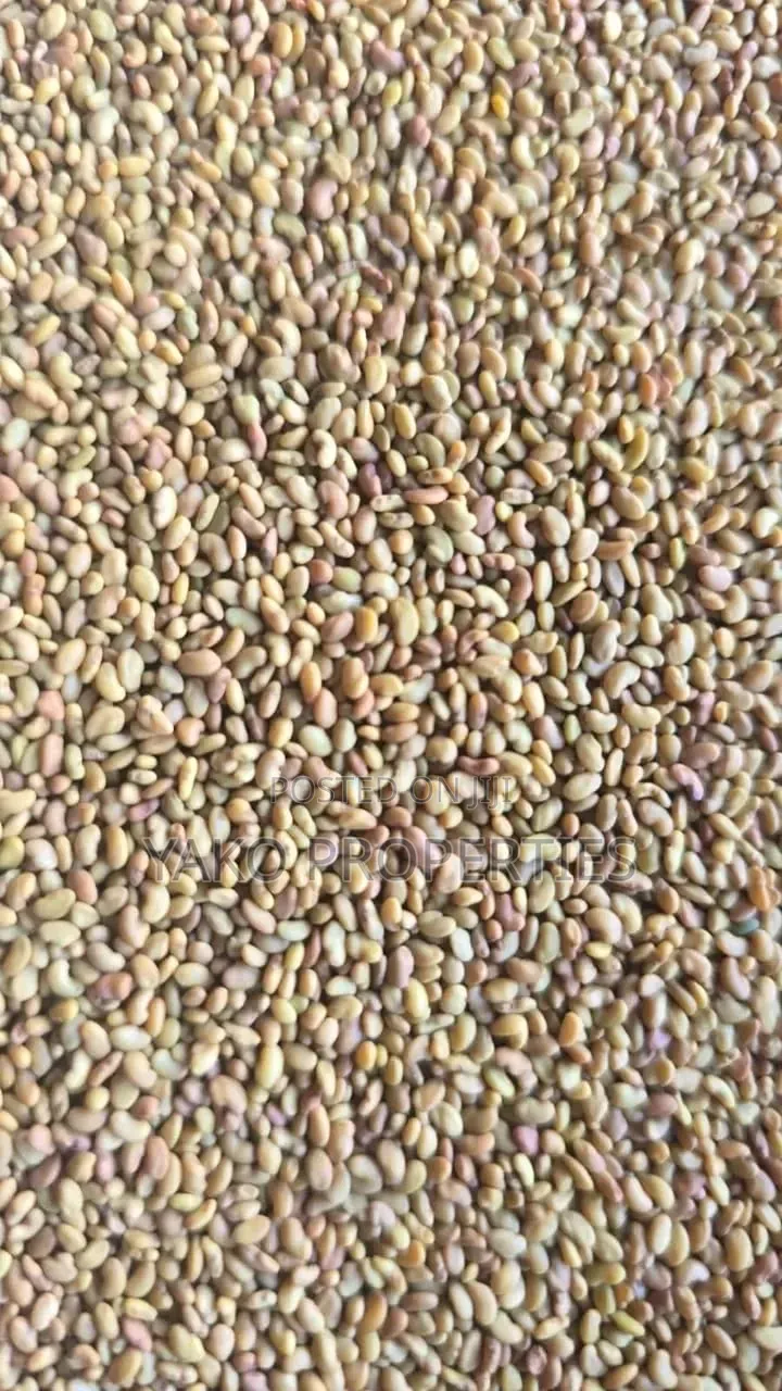 Lucern Seeds