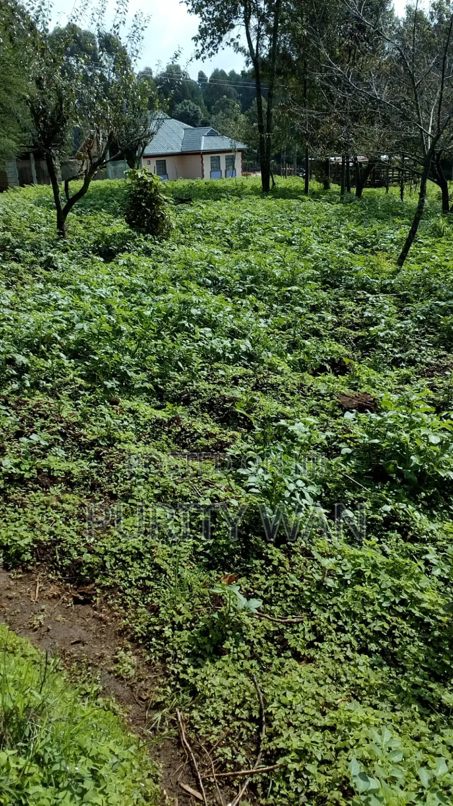 5bdrm Bungalow in Near Githunguri, Karau for sale