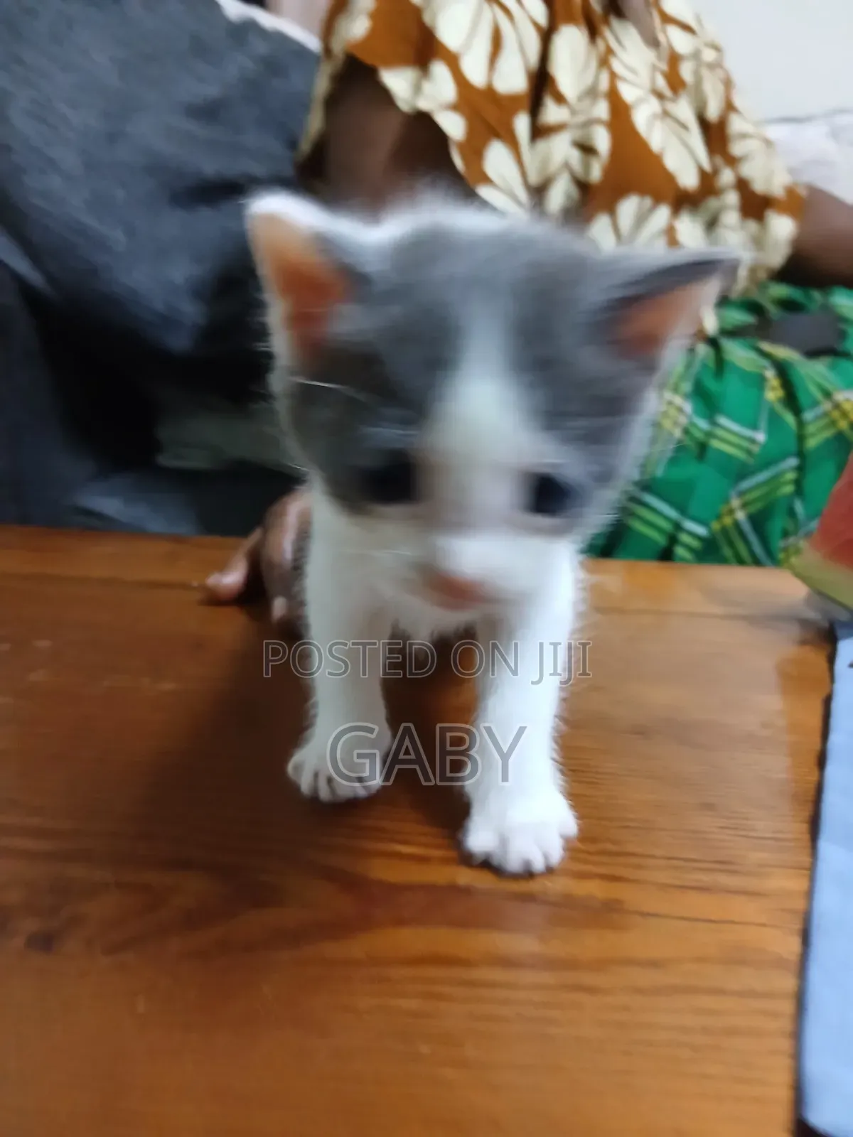 1-3 months Female Mixed Breed Cat