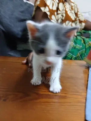 1-3 months Female Mixed Breed Cat