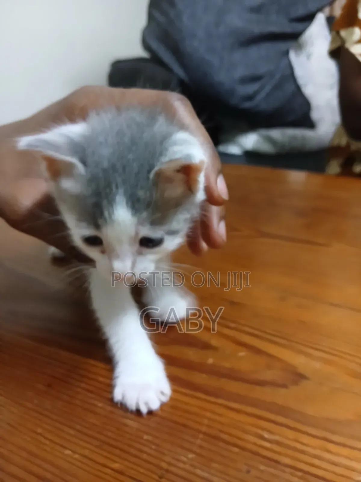 1-3 months Female Mixed Breed Cat