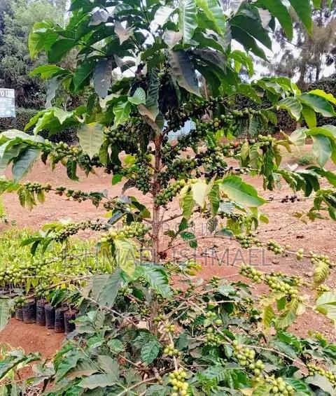 Grafted Coffee Seedlings - thumbnail 2